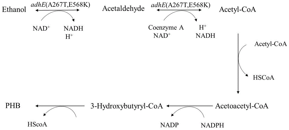 一种利用乙醇生产聚羟基丁酸的重组菌及其构建方法与应用与流程