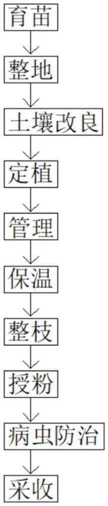 一种网纹蜜瓜种植方法与流程