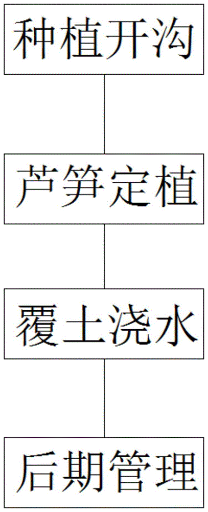 一种芦笋前期高产后期稳产的高产高效栽培定植方法与流程