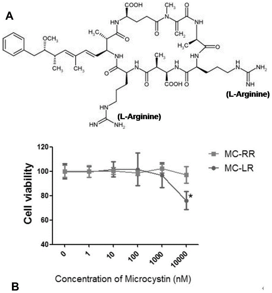 微囊藻毒素-RR在用于制备预防或治疗肾纤维化疾病的药物中的应用的制作方法