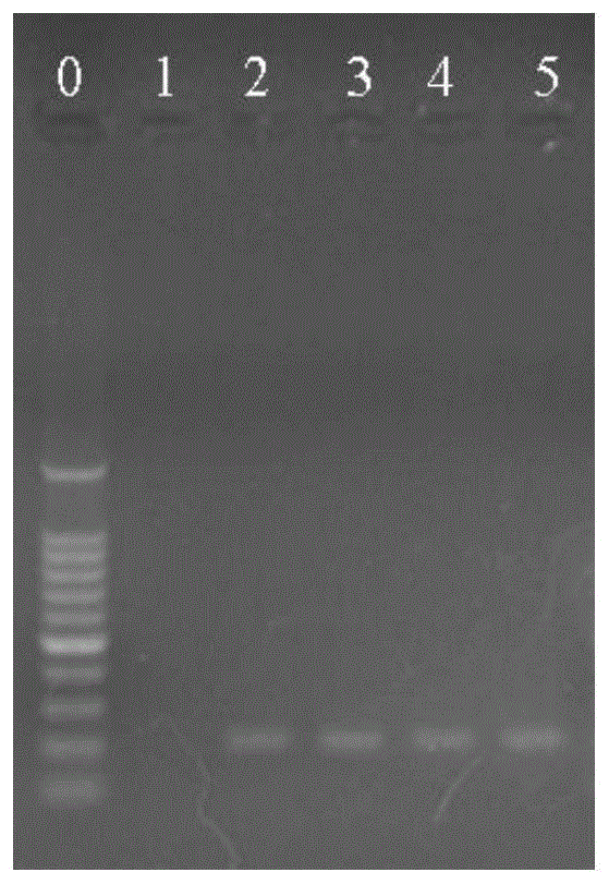 用于鉴定植物乳杆菌和戊糖乳杆菌的分子标记、检测引物和检测方法与流程