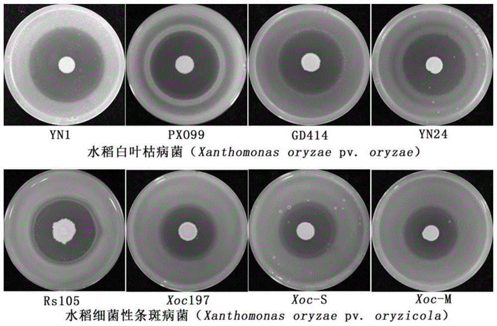 一种拮抗水稻黄单胞菌的高地芽孢杆菌ST15及其应用的制作方法