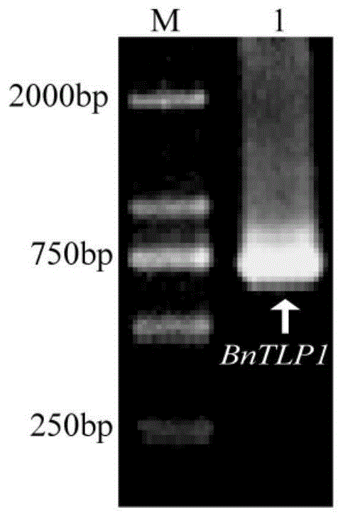 调控甘蓝型油菜菌核病抗性的BnTLP1基因及其应用的制作方法