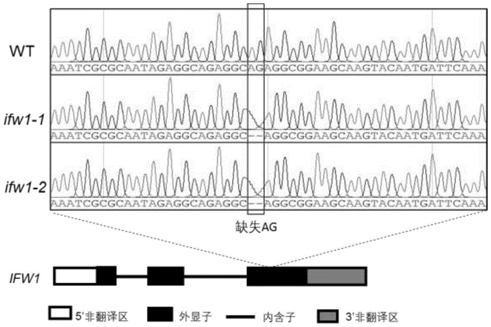 一个基因在增大番茄果实中的应用的制作方法