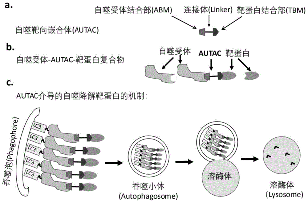 一种自噬靶向性蛋白降解技术及其应用的制作方法