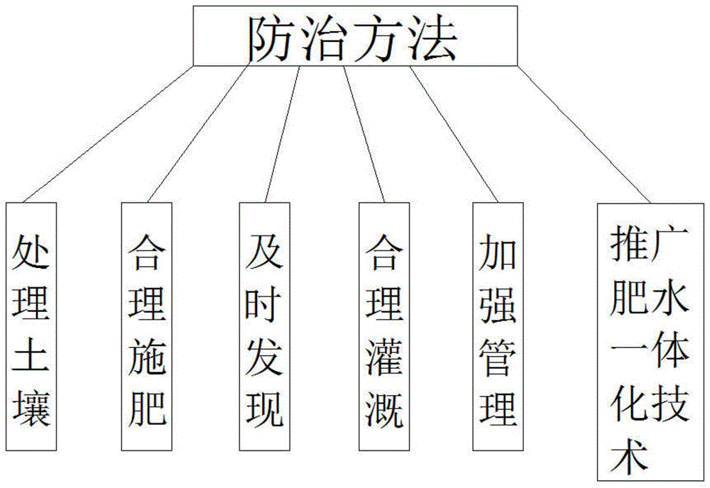 一种防治梨树根腐病的方法与流程