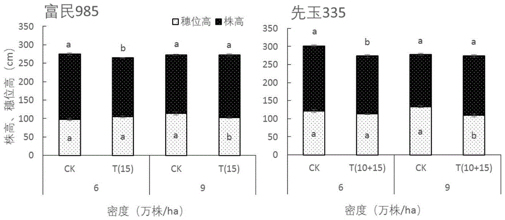 玉米抗倒伏增产的培育方法和抗倒伏玉米与流程