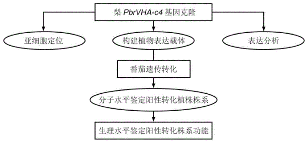 梨质子泵基因PbrVHA-c4及其在调控果肉柠檬酸含量中的应用的制作方法