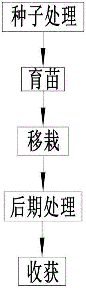 一种高产水稻种植方法与流程