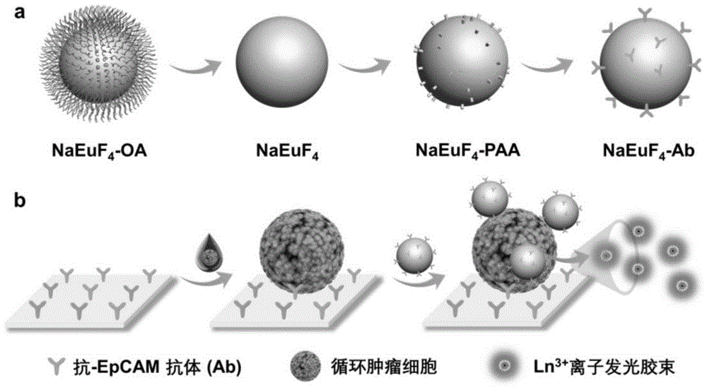 一种基于稀土纳米材料荧光放大的循环肿瘤细胞检测试剂盒及其应用的制作方法