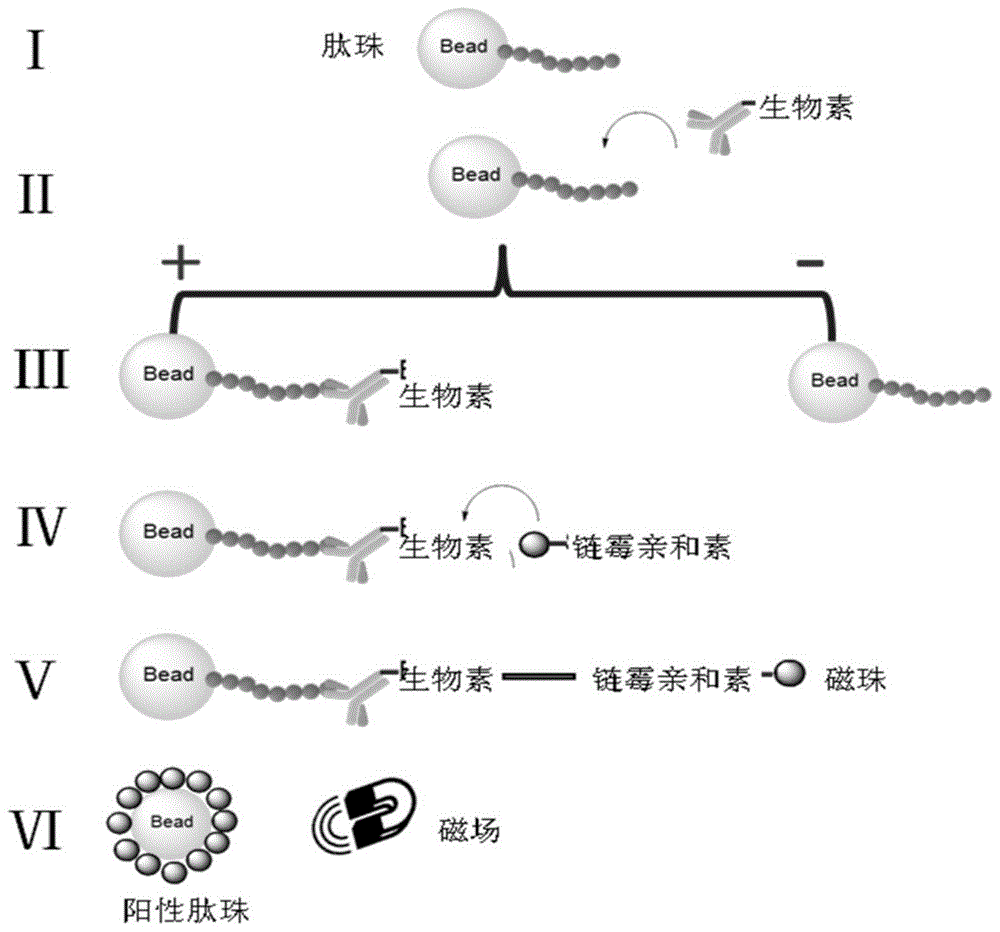 一种靶向PD-L1的多肽及其制备方法和应用与流程