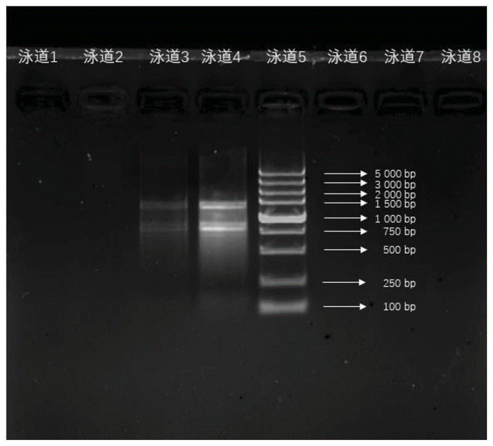 一种唐古特白刺NtSOS2基因及其表达蛋白和应用的制作方法