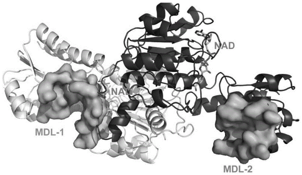 一种呋喃类D-3-磷酸甘油酸脱氢酶别构抑制剂及其应用的制作方法