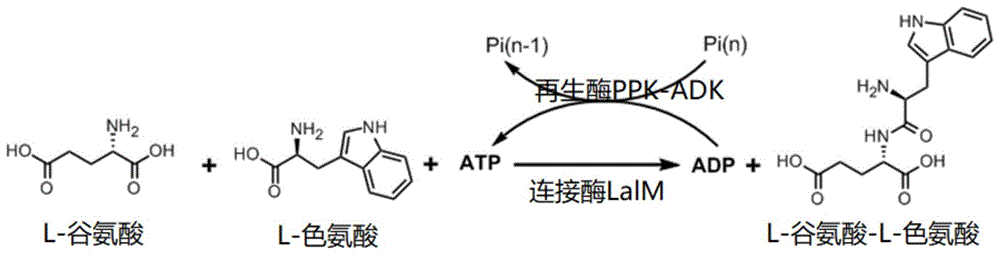 突变的L-氨基酸连接酶以及酶催化法制备L-谷氨酸-L-色氨酸二肽的工艺的制作方法