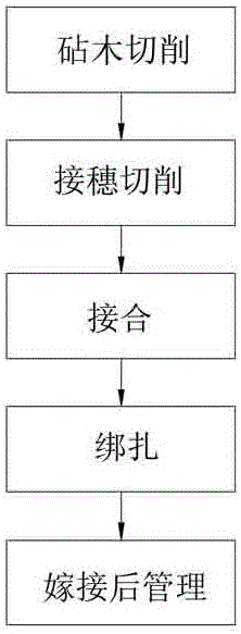 一种利用套裤嫁接梅花的繁育方法与流程