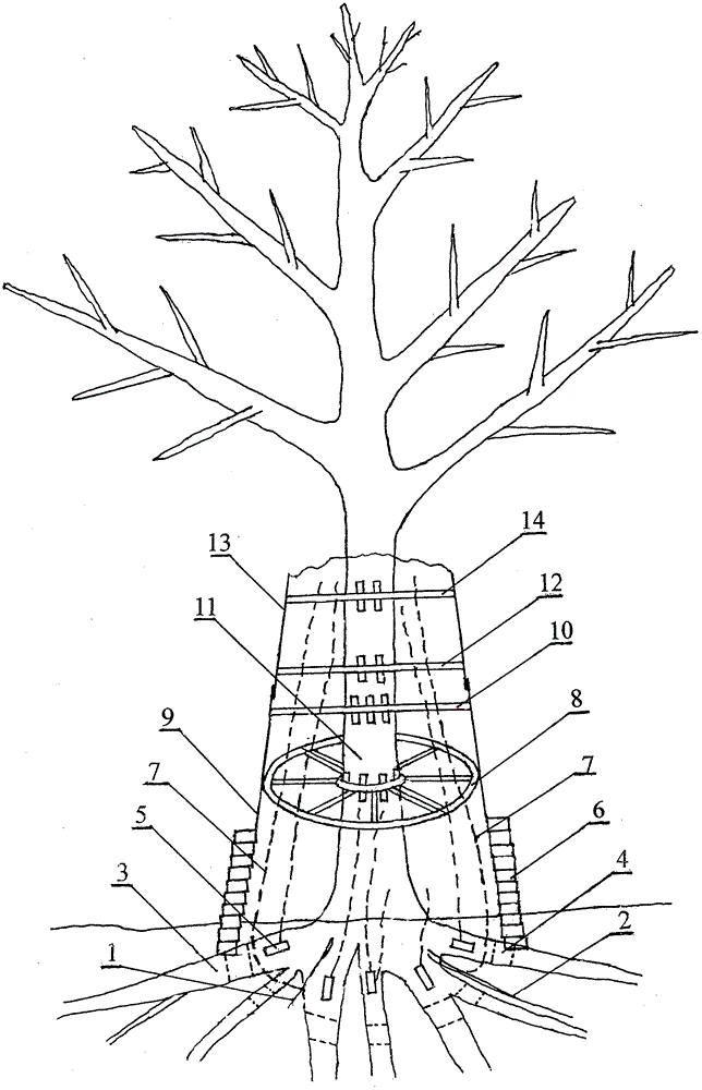培育大树向上长根再移植大树的方法与流程