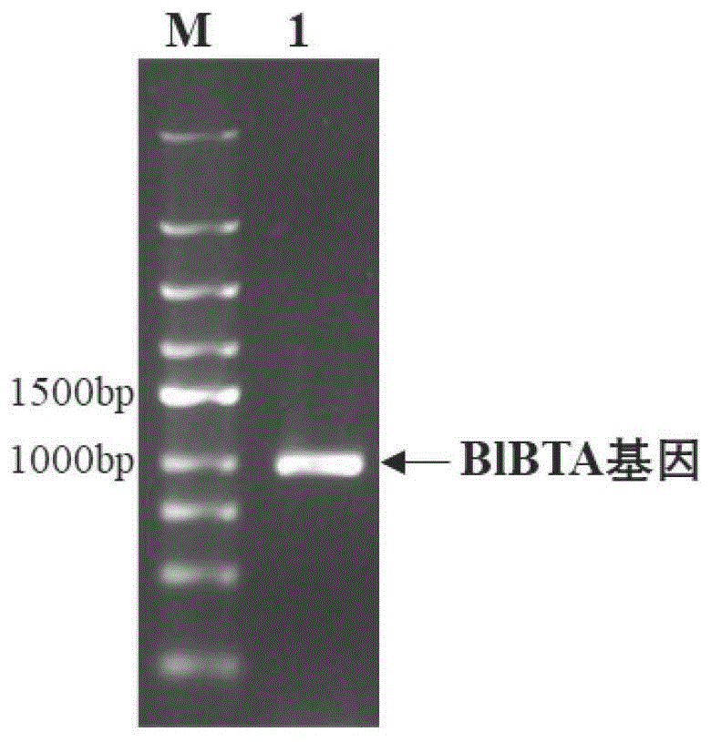 一种支链氨基酸转氨酶作为还原酶的应用的制作方法