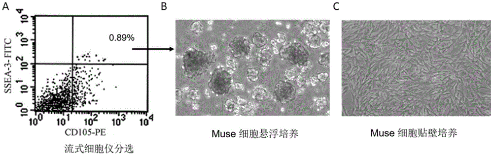 多系分化持续应激细胞在制备抗炎药物中的应用的制作方法