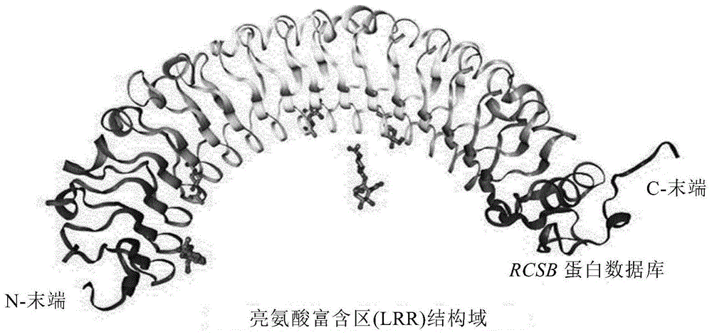 LRIG-1蛋白的特异性结合分子及其用途的制作方法
