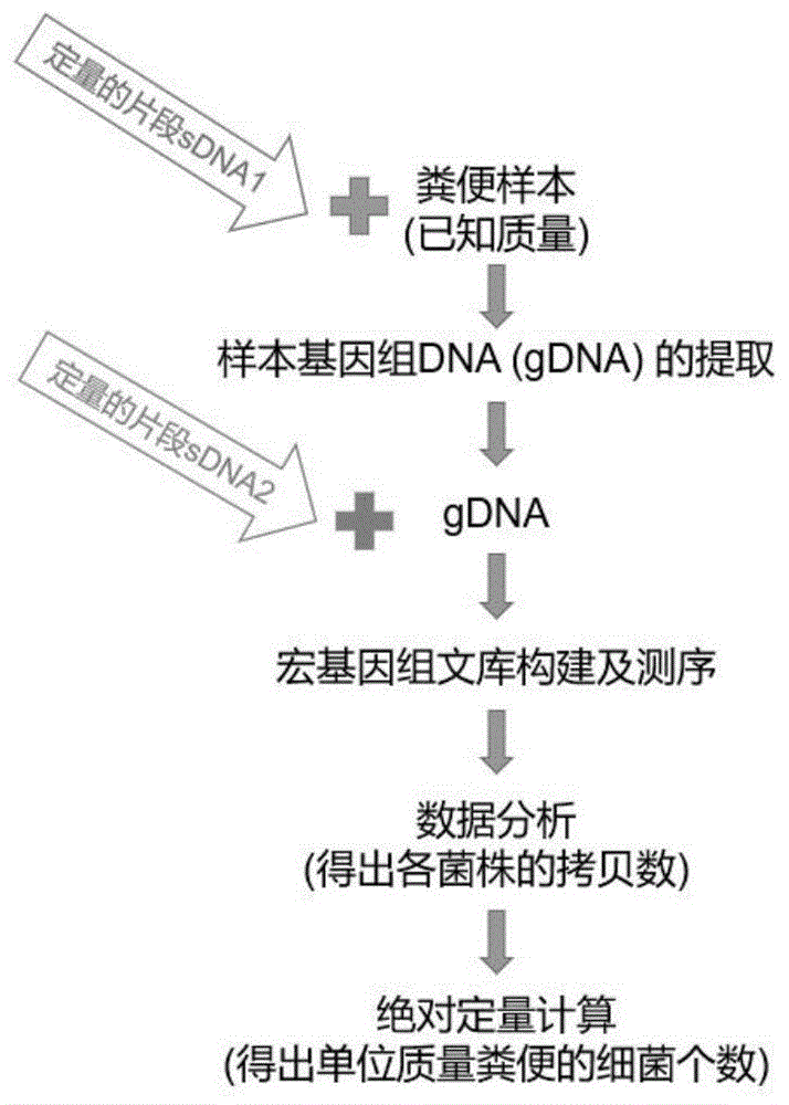 一种宏基因组绝对定量的方法与流程