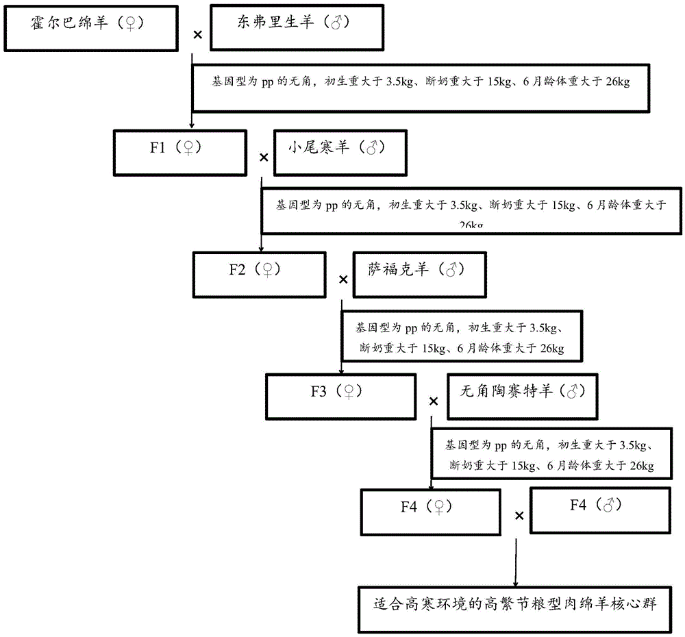 一种多性状选择杂交选育适合高寒环境绵羊的方法与流程