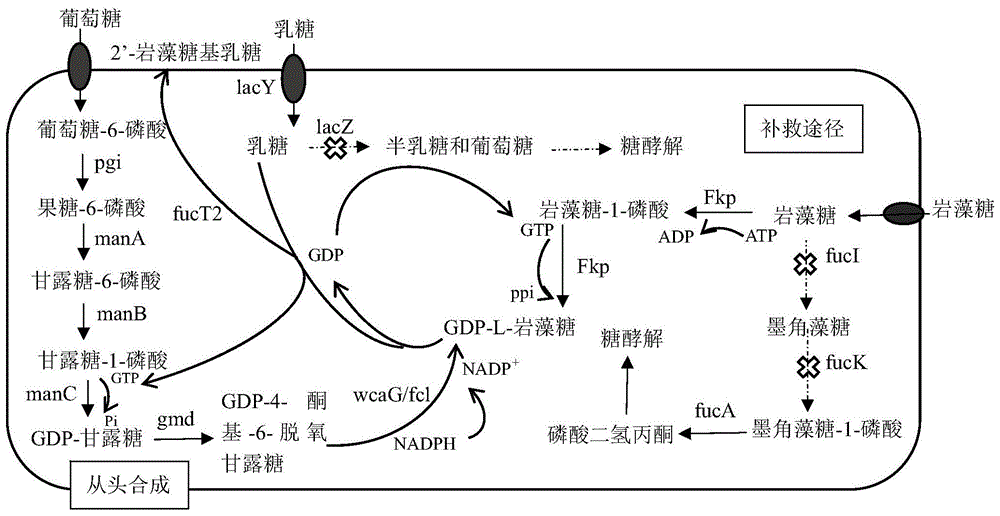 一种生产2’-岩藻糖基乳糖的大肠杆菌工程菌株的制作方法