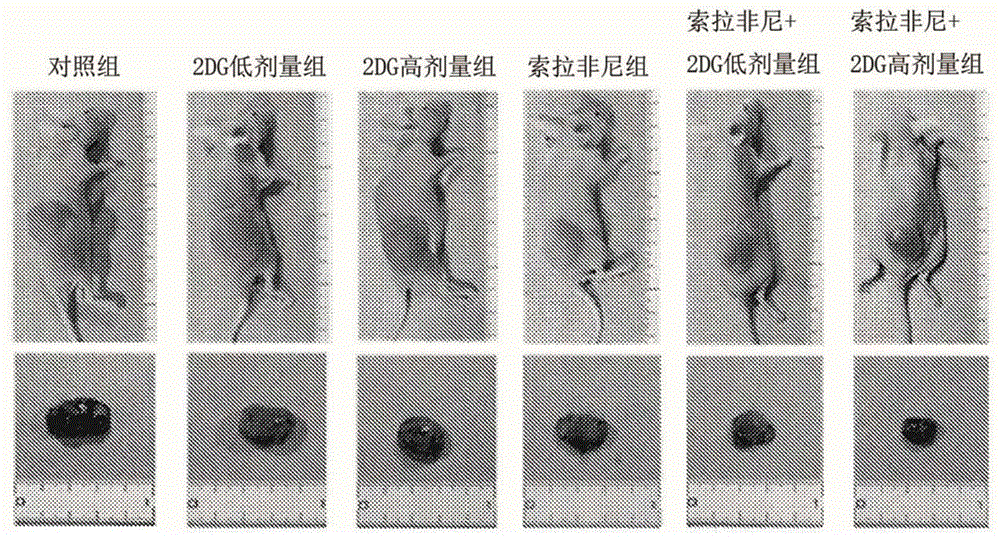 药物组合物以及肿瘤免疫活性促进剂的制作方法