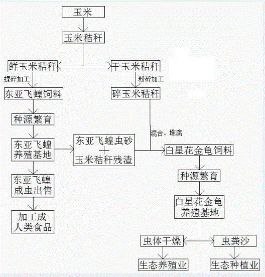 一种利用两种昆虫处理玉米秸秆的方法与流程