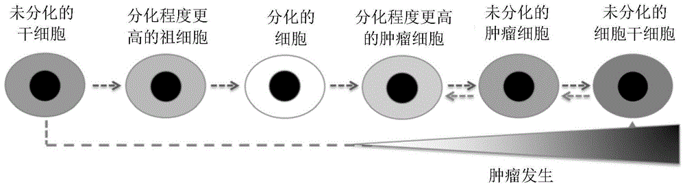 鉴定诱导未分化或去分化的实体肿瘤细胞(再)分化的制剂的方法与流程