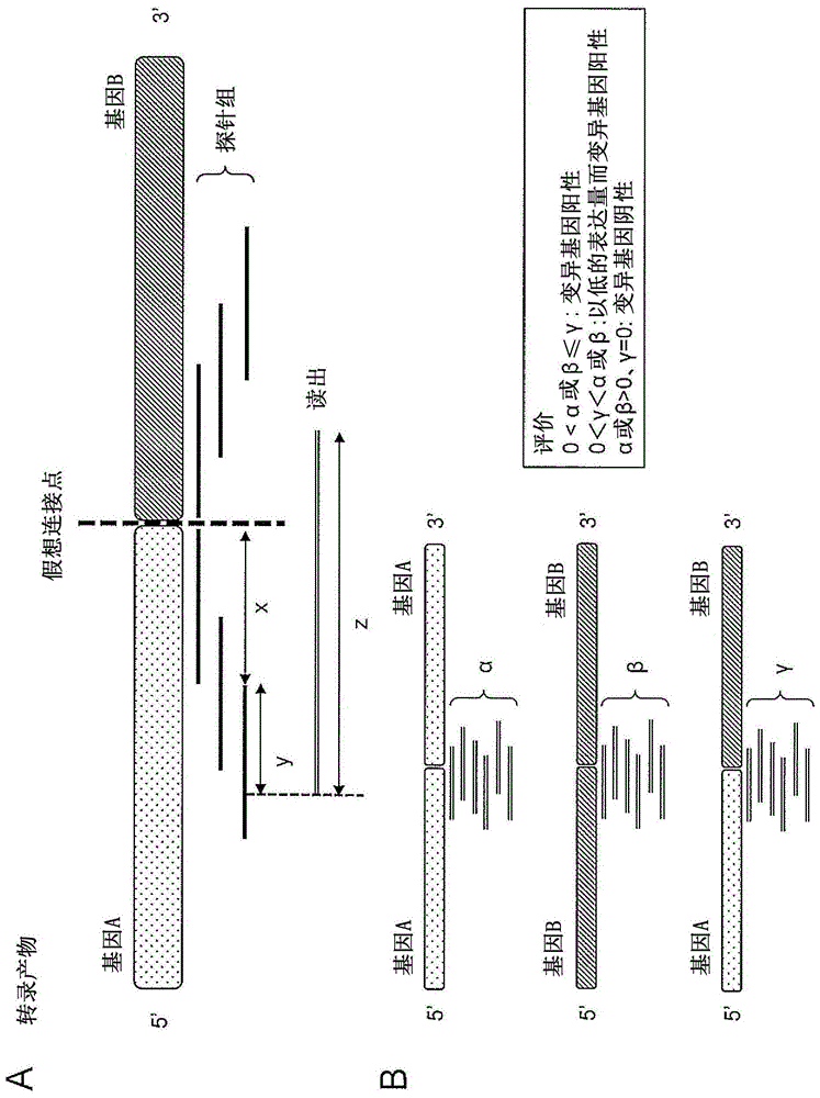 用于检测由融合基因和/或外显子跳跃产生的转录产物的探针以及方法与流程