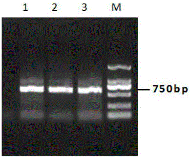 锦鲤Gtpch2基因、编码蛋白及其应用的制作方法