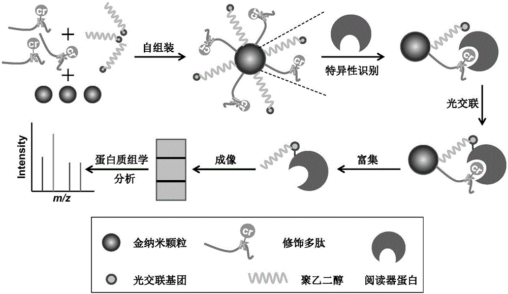 一种多肽探针及其在翻译后修饰的结合蛋白鉴定中的应用的制作方法