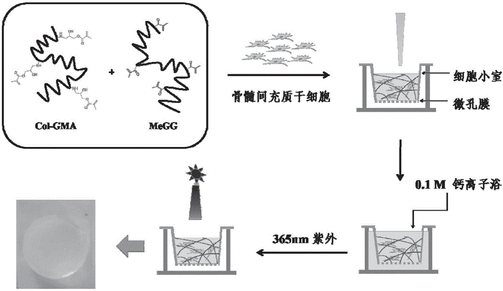 可快速固化的双交联水凝胶及其制备方法与应用与流程