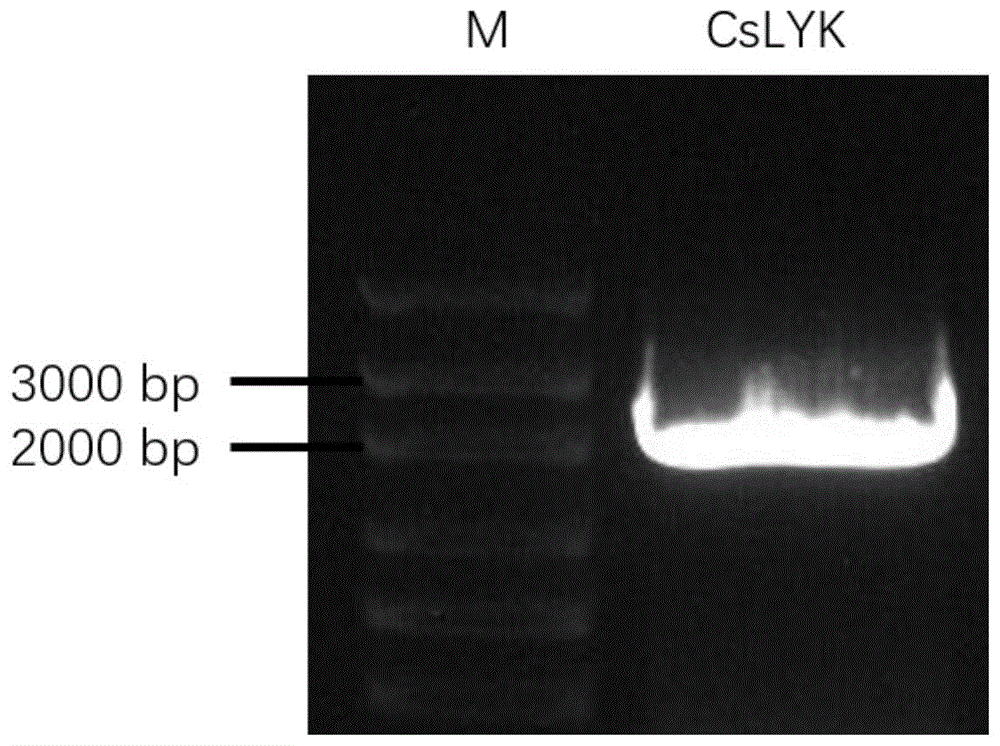 CsLYK基因及其编码蛋白在提高柑橘溃疡病抗性的应用的制作方法