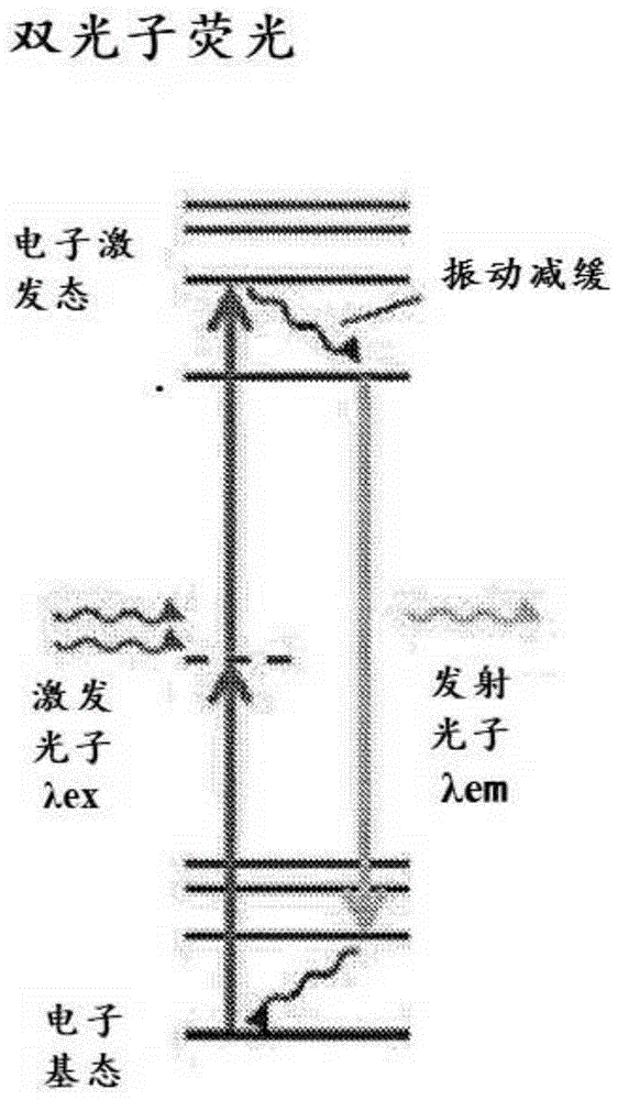 利用双光子荧光测定法确定蛋白质结构的方法与流程