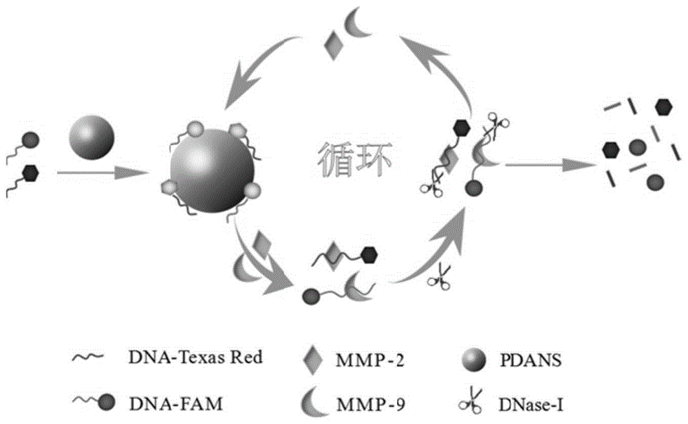 一种同时检测基质金属蛋白酶-9和2的系统及其制备方法和应用与流程