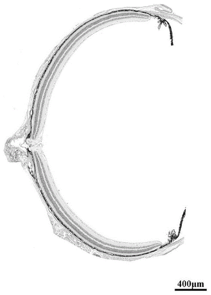 一种动物眼球病理切片的制作方法与流程