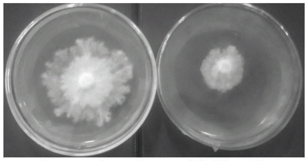 一株短波单孢杆菌3C及其在促进杏鲍菇生长中的应用的制作方法