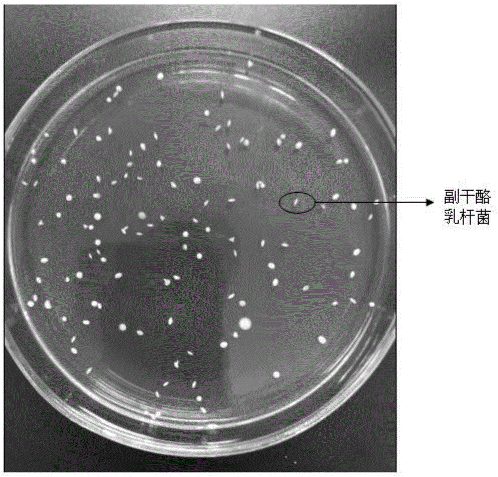 副干酪乳杆菌株LBP-YE01、其培养物、其菌液、传代菌株挑选和保藏方法及其应用与流程