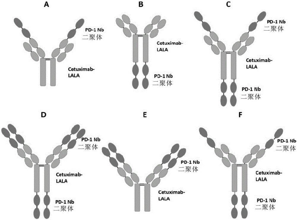 一种抗PD-1/EGFR双特异性抗体及其用途的制作方法