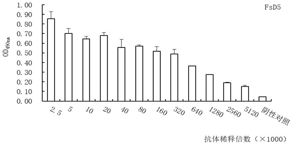 识别茄病镰刀菌的单克隆抗体及其杂交瘤细胞株FsD5的制作方法