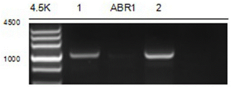 棉花GbABR1基因在抗黄萎病中的应用的制作方法
