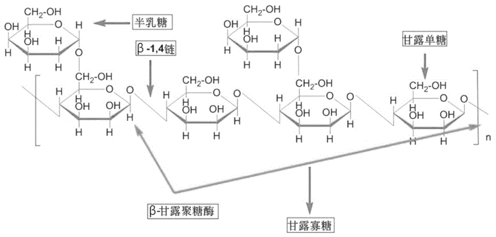 枯草芽孢杆菌β-甘露聚糖酶的克隆表达与应用的制作方法