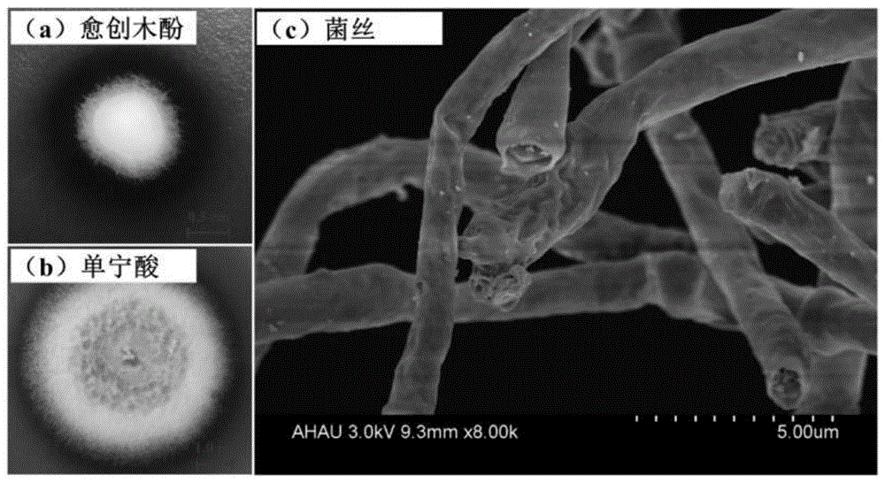 一株高产漆酶真菌毛栓孔菌La-7及其应用的制作方法