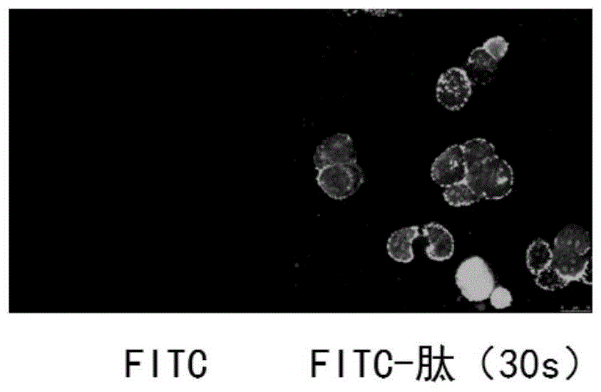 一种细胞快速穿膜肽及其用途的制作方法