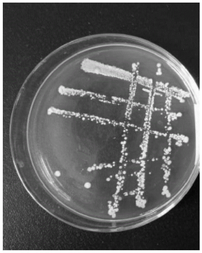 一种湖北麦冬多糖的高产细菌菌株及其应用的制作方法