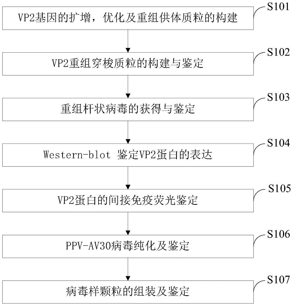 一种猪细小病毒样颗粒的组装及其免疫原性鉴定方法与流程