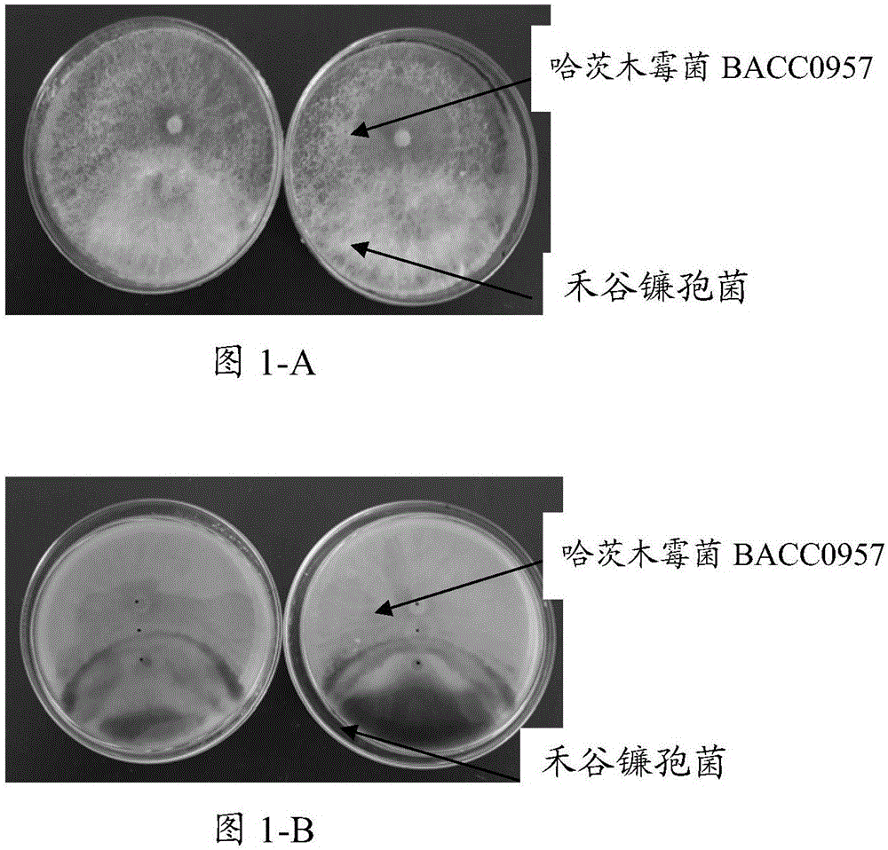 属半知菌类半知菌类的丝孢纲,丛梗孢目,丛梗孢科,广泛存在于土壤等