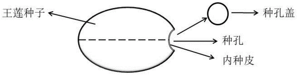 一种王莲的简易育苗方法与流程