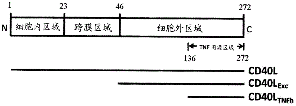 趋化素-细胞素融合蛋白和其应用的制作方法